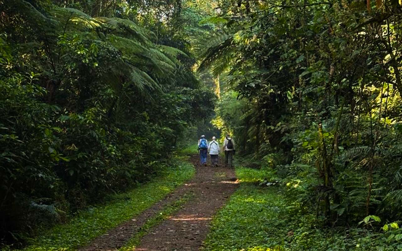 Hiking and Nature Walks in Bwindi Impenetrable Forest NP